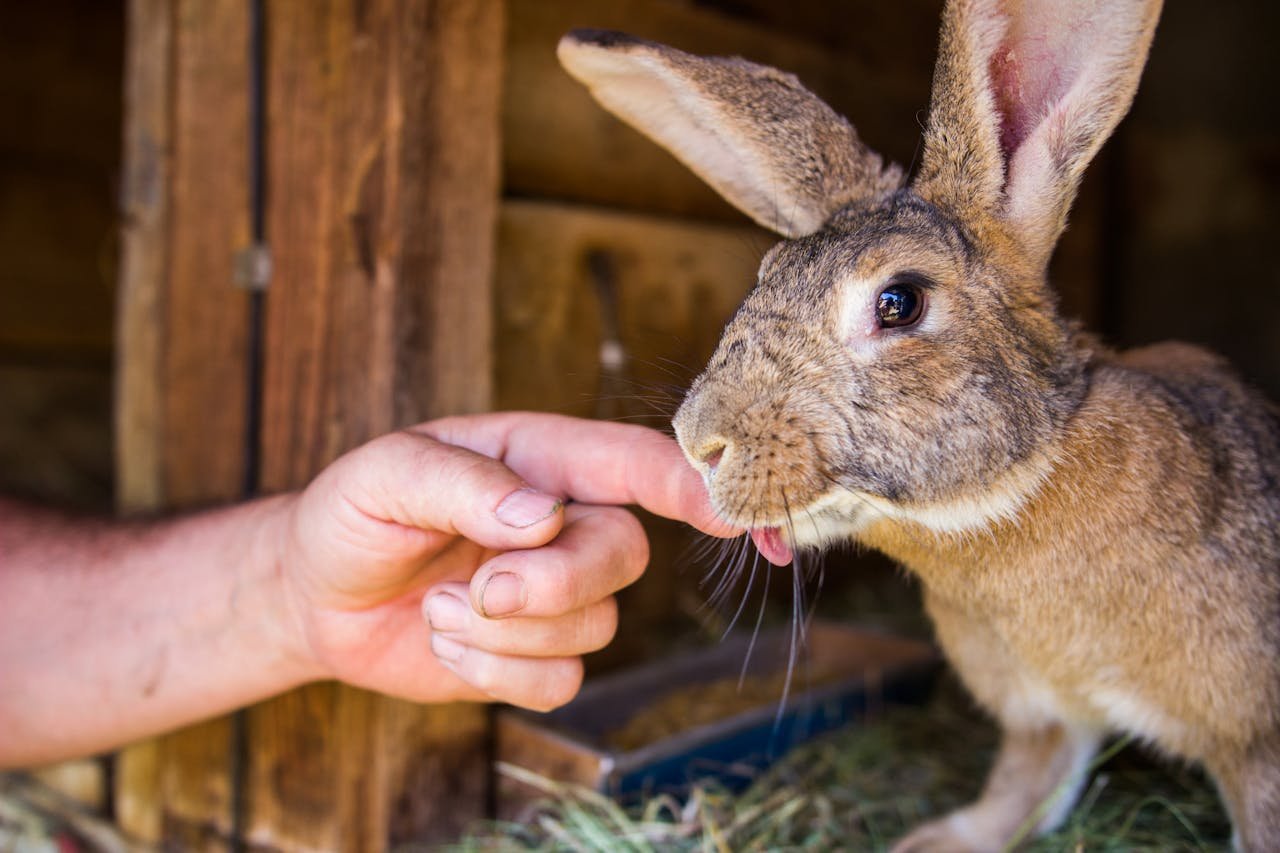 Close-up of a young rabbit licking a person's hand in an outdoor setting.